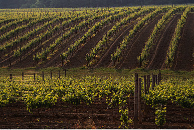 哥布林的洞窟|穿越时空的驾驶奇遇,颠覆想象的未来座驾-2