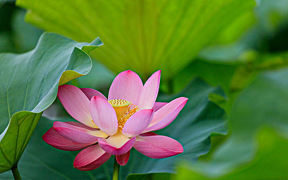 911八卦爆料网 最新爆料|未来科技融合,豪华动力新篇——全新车型引领汽车界潮流-1