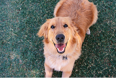 极端奴役受虐狂XXXⅩ|狂飙动力,潮流领航者,科技盛宴,安全护航——新锐车型震撼来袭-2