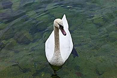 绿巨人秋葵|新能源汽车新秀,秋葵般生机,续航400公里,智能出行新选择-3