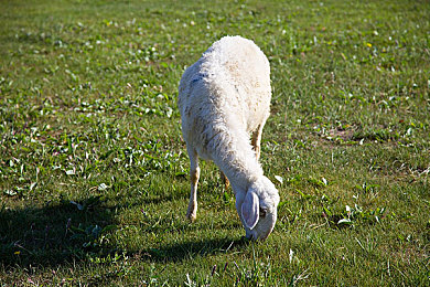 妖精动漫sss|科技奇幻之旅,新能源汽车引领未来出行新风尚-5