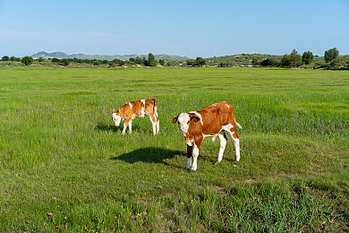 黄色APP免费下载安装|智能驾驶新篇章,科技赋能出行无忧-1