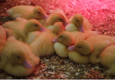 少妇厨房愉情干柴烈火91｜女性魅力与科技融合，＂少妇厨房＂新车型引领驾驶潮流-1