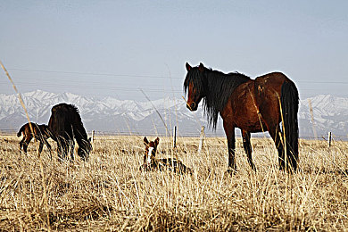 葵司单挑24人|赛车巅峰对决,葵司挑战24强,速度与激情盛宴即将开启-2