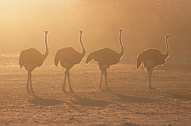 泰山1995出版意大利｜“驰骋欧陆，品质领航：国产神车扬帆意大利新篇章”-4