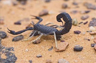 四虎影库884aa.cow|未来潮流引领者,创新设计“四虎”新车型驾驭未来体验-1