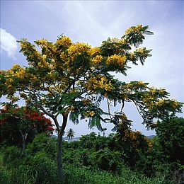 女超人 麦乐迪｜时尚科技新潮流，女超人车型引领驾驶新体验-1