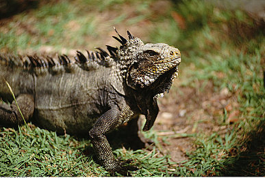 口述为升职请行长到家吃饭|家庭盛宴成就职场新篇章,美食助力升职梦-2