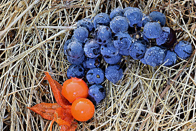 女超人 麦乐迪｜时尚科技新潮流，女超人车型引领驾驶新体验-3