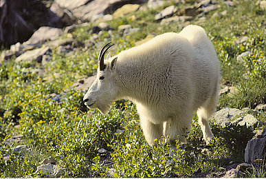 黑人BBC大战China｜中国汽车巨头黑人BBC：创新驱动，绿色低碳，力战全球市场-1