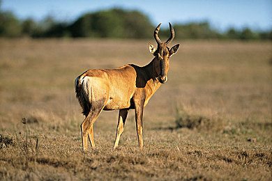 火辣辣app|汽车应用新宠,火辣资讯,智能出行新体验-2