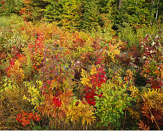 成年人视频网站|“数字赛道新势力,品牌影响力加速驰骋-1