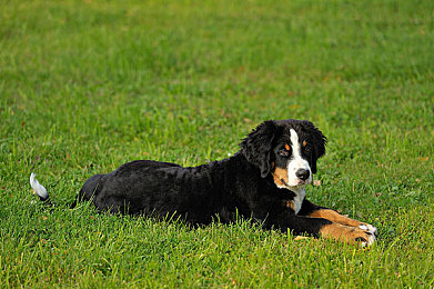 亚洲高潮女人毛茸茸|“创新引领未来:亚洲概念车“毛茸茸”惊艳亮相,环保智能两不误”-3