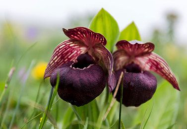 性别 自由 凸轮 管中国-3
