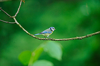 揉我胸 啊 嗯~出水了H|豪华轿车新宠亮相:流线外观、智能科技,人性化设计令人惊喜-3