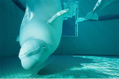 小甜豆三部曲｜时尚动韵，智控续航，年轻首选新潮流-3