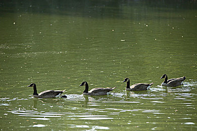 黄色APP视频|创新视频应用引领汽车资讯潮,车主驾驶技能提升新利器-1