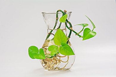 草莓麻豆蜜桃绿巨人｜“大自然灵感碰撞，智能科技驱动——全新SUV“绿巨人”草莓麻豆蜜桃亮相，引关注！-1