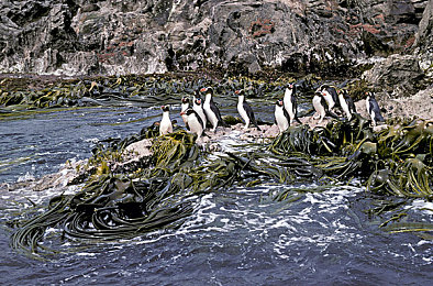 体育生爽擼又大又粗的雞巴自慰｜激擎驾驭，科技领航——“体育生爽擼”引领汽车新潮流-1