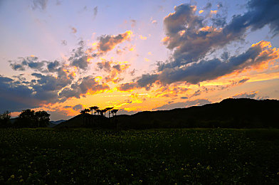 黄色平台|购车无忧,一站式服务,打造汽车行业新生态-1