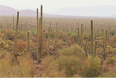 宅男天堂|科技引领新潮流,纯电动车型成宅男新宠-2