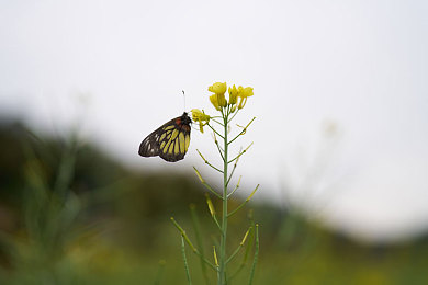 被义子侵犯的人妻石原莉奈｜从逆境崛起，石原莉奈：汽车行业励志传奇，用坚韧书写人生新篇章-4