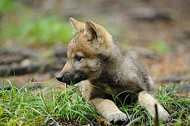 免费吃瓜 爆料曝光|汽车界新宠即将亮相:家族设计动感十足,2.0T引擎7.5秒破百,智能安全配置升级-1