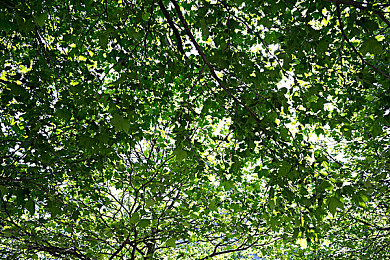 麻花传MDR国语免费版|汽车助手新纪元,知识便捷两不误-5