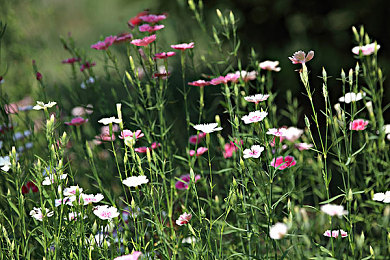 向日葵色板|汽车界新潮流:阳光向日葵色彩,创新设计引领时尚风潮-3