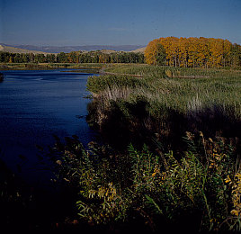 软件下载3.0.3每天无限次破解版大全vivo｜vivo新软件下载3.0.3：无限破解畅享，手机资源更丰富，vivo体验再升级-3