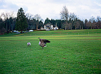 性少妇mdms丰满mdfiim|流线型风尚,驾驭未来,舒适与性能共舞-3