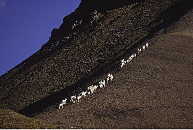 王者荣耀女英雄无小内无爱心轮滑图片手游｜轮滑英雄风采，手游新风尚来袭-4