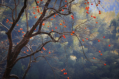 厨房里插的最深的一次-2