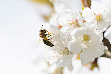 山村小嫩苞1-17集｜融合古今，驾驭未来——山村小嫩苞引领SUV新风尚-1