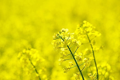 18岁以下禁看软件｜智能护航，安全护航，成长护航，汽车软件新境界-1