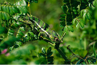 黑人巨吊|激情碰撞,速度之翼,科技驾驭,未来已至-2
