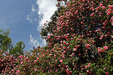 性开放网站|汽车行业新风向:网络平台助力资讯传播与互动交流,推动行业健康发展-1