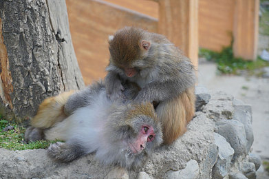 男子挺进雌性宠物｜智能先驱加入，李明助力“雌性宠物”概念车打造未来汽车新标杆-1