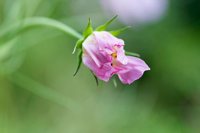 西西4444WWW无码视频｜流线先锋，智驾未来，定制出行新境界-1