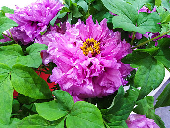 17c黑料吃瓜｜“17c黑料风波背后：新车质量问题引关注，厂家质量整改迎挑战，市场反应积极期待品牌新生”-2