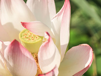 雏鸟pro圆你一个莉莉梦到|都市SUV新宠雏鸟PRO,助力莉莉实现汽车梦想,引领年轻消费潮流-2