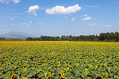 911--反差大赛-每日大赛短剧｜色彩碰撞，驾驭巅峰，创意无限，科技领航——汽车文化盛宴-1