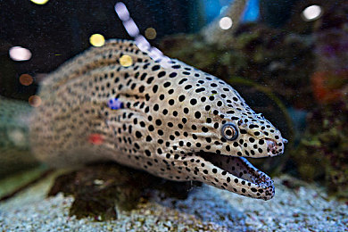 冰块和棉签的用法小黄花|夏日车内清凉秘籍,棉签冰块巧降温,焕新爱车清爽之旅-1