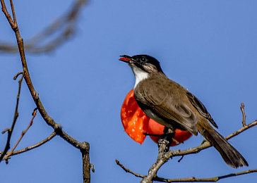 张婉莹自慰|汽车行业震慑:张婉莹事件引发人才管理与企业文化建设深度反思-4