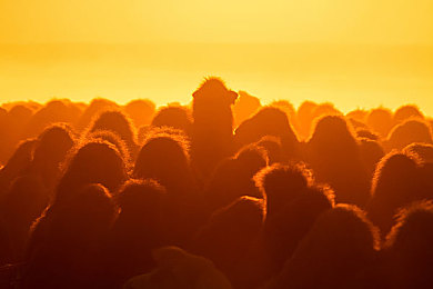 女人和公豬交s0X另类｜专为女性打造的时尚科技车款：舒适优雅，科技环保，引领绿色出行新潮流-2