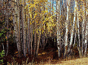 淫荡网站|汽车资讯新视界,深度互动,全面洞察未来车界-2