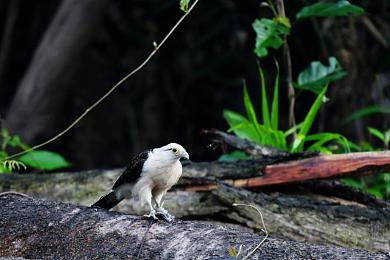 流氓软件下载app下载大全免费版|智能出行新伙伴,一站式汽车生活管家-4