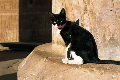 控人憋尿计划表(困难版)女|“女性长途驾驶新助手:个性化‘憋尿’计划表助安全出行”-5