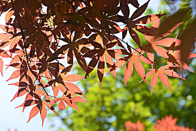 五月亭亭六月丁香｜轻舞微风香满路，丁香驾驭未来行-2