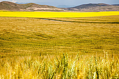 原神女角色脸红哮喘｜新能源汽车新宠来袭：《原神》灵感车型，科技艺术融合，引领市场潮流-1